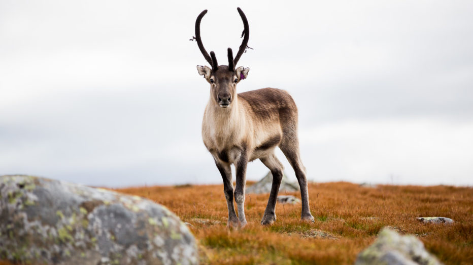 Reinsdyr på Valdresflya en høstdag.