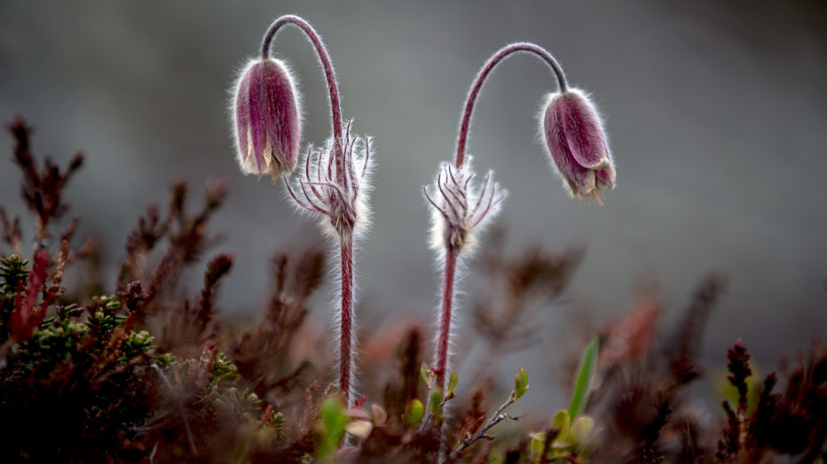 Mogop, en av årets første blomster, ved bredden av Sjoa.