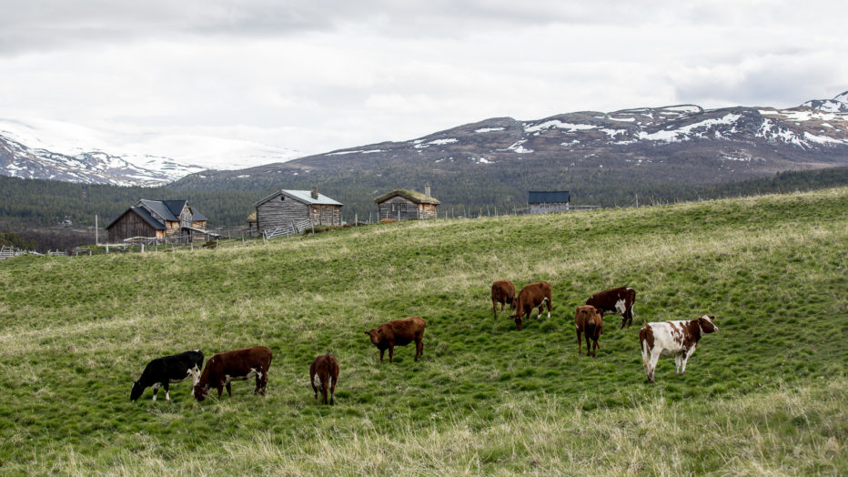 kyr ved sæter